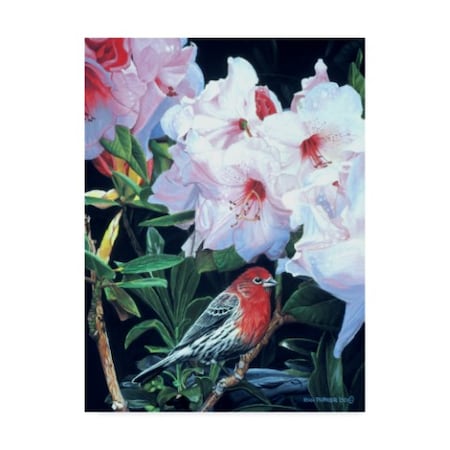 Ron Parker 'House Finch And Rhododendron' Canvas Art,18x24
